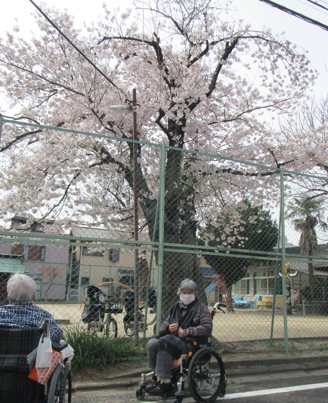桜満開1.jpg