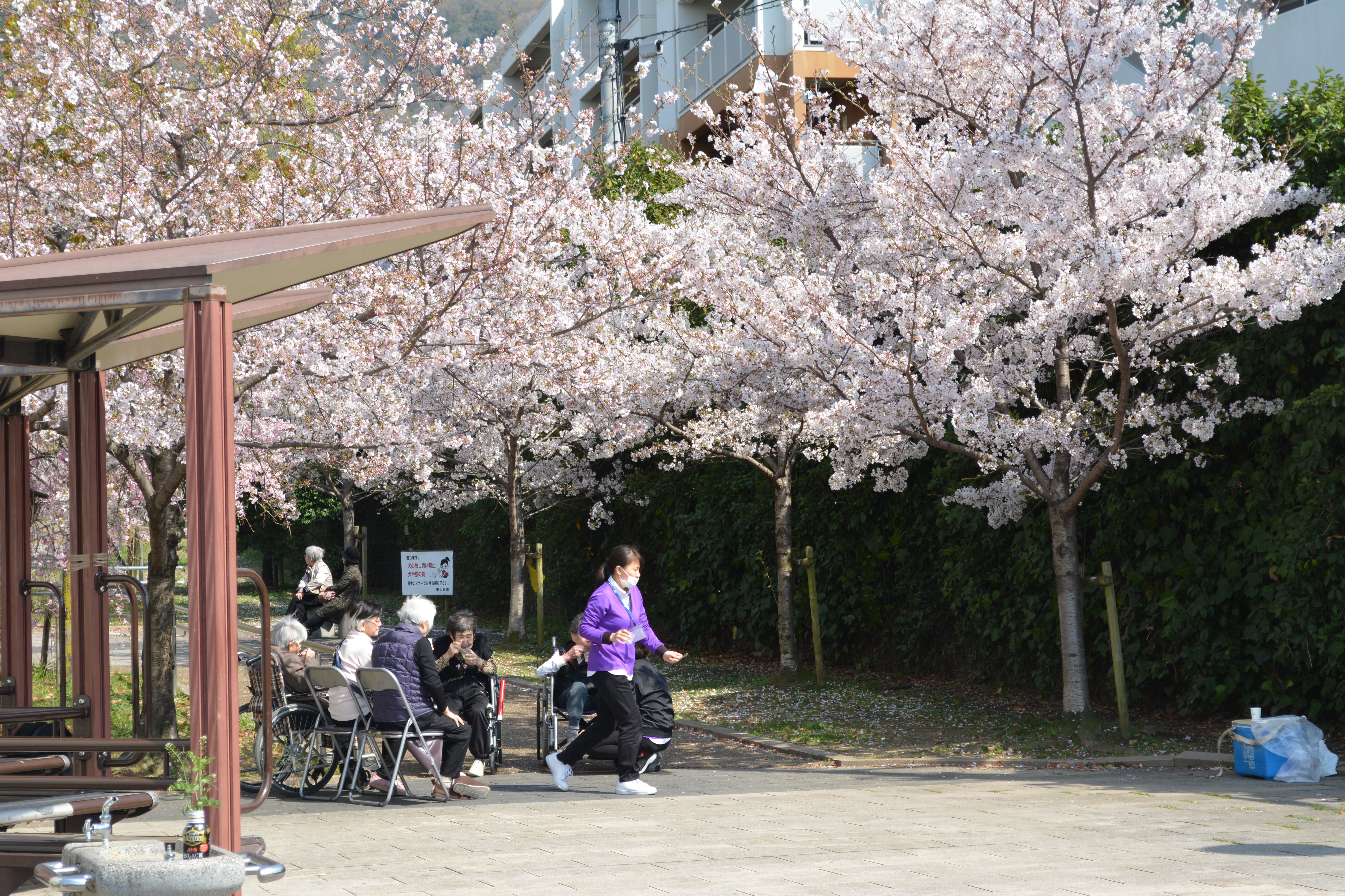 ２０１９花見２.JPG