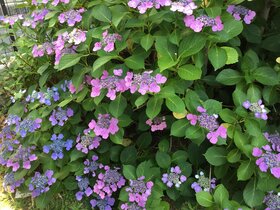 IMG_6673.JPG