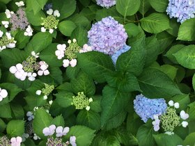 IMG_6679.JPG