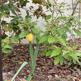 IMG_4294.jpg