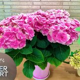 IMG_E4375.jpg