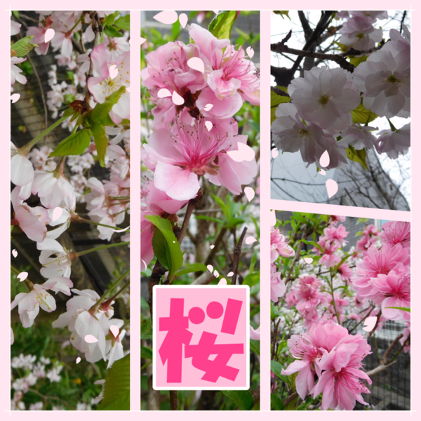 桜.png