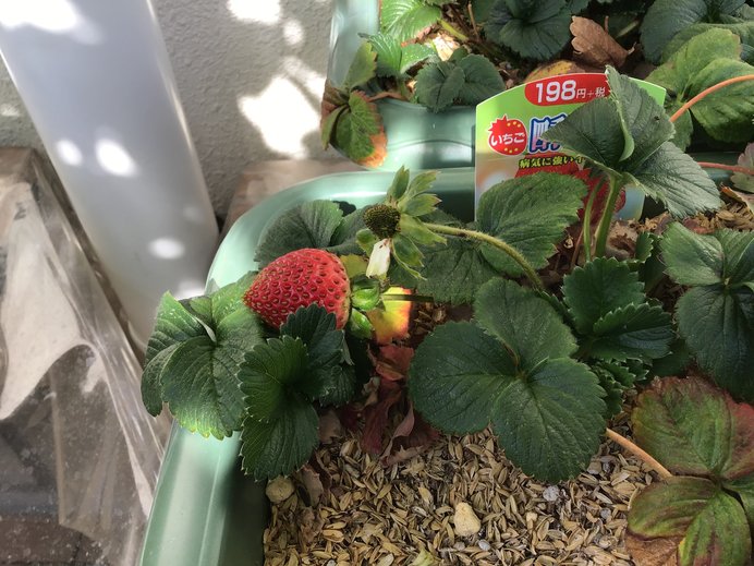 イチゴ2.JPG