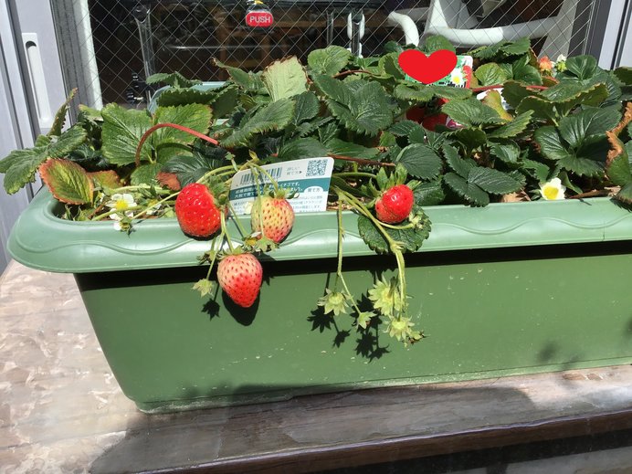 イチゴ.JPG