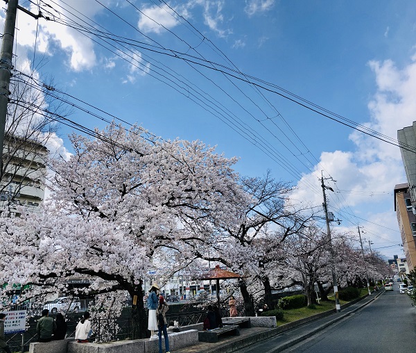桜⑤並木.JPG