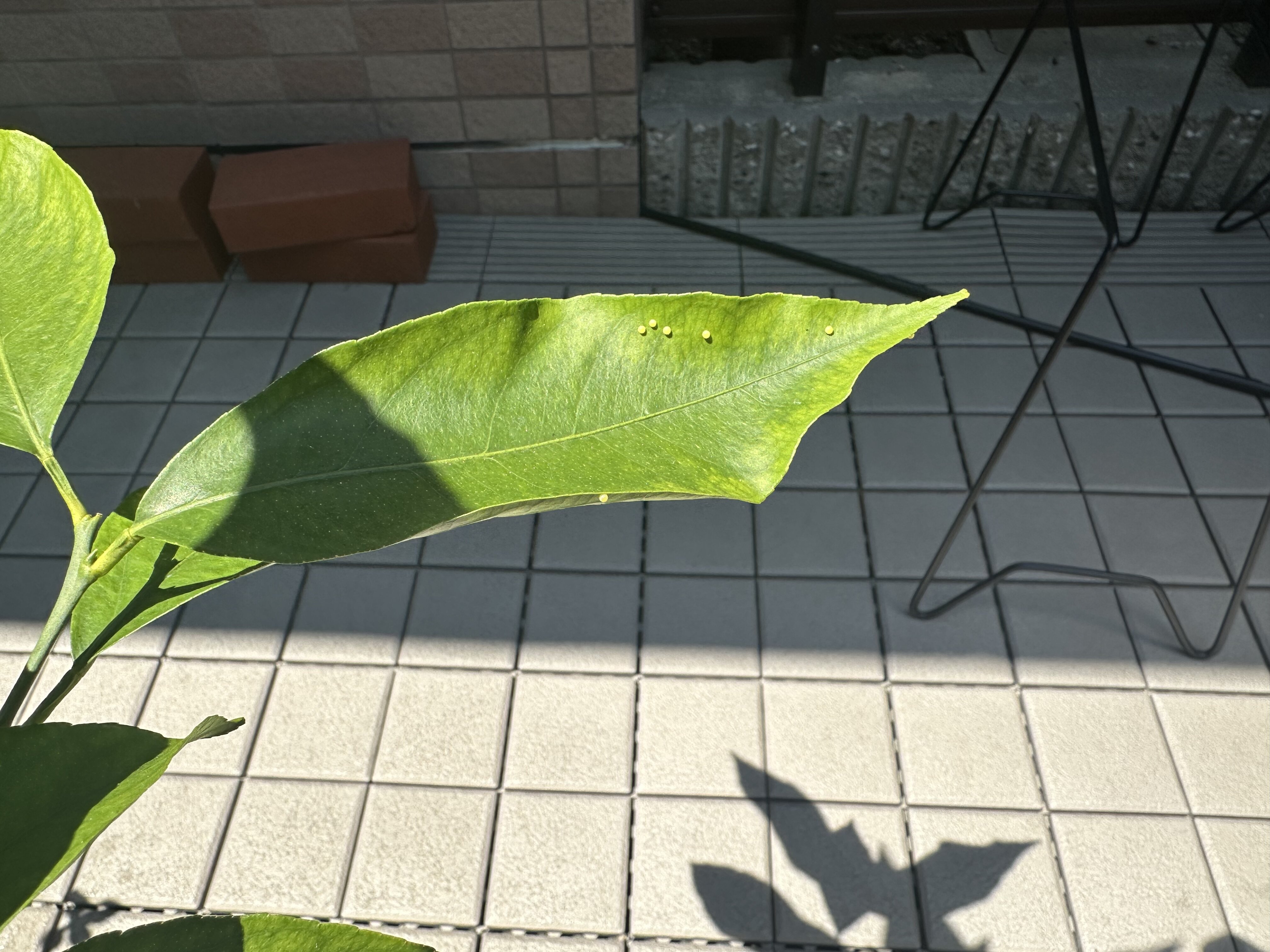 Image_20260613_180342_055.jpeg