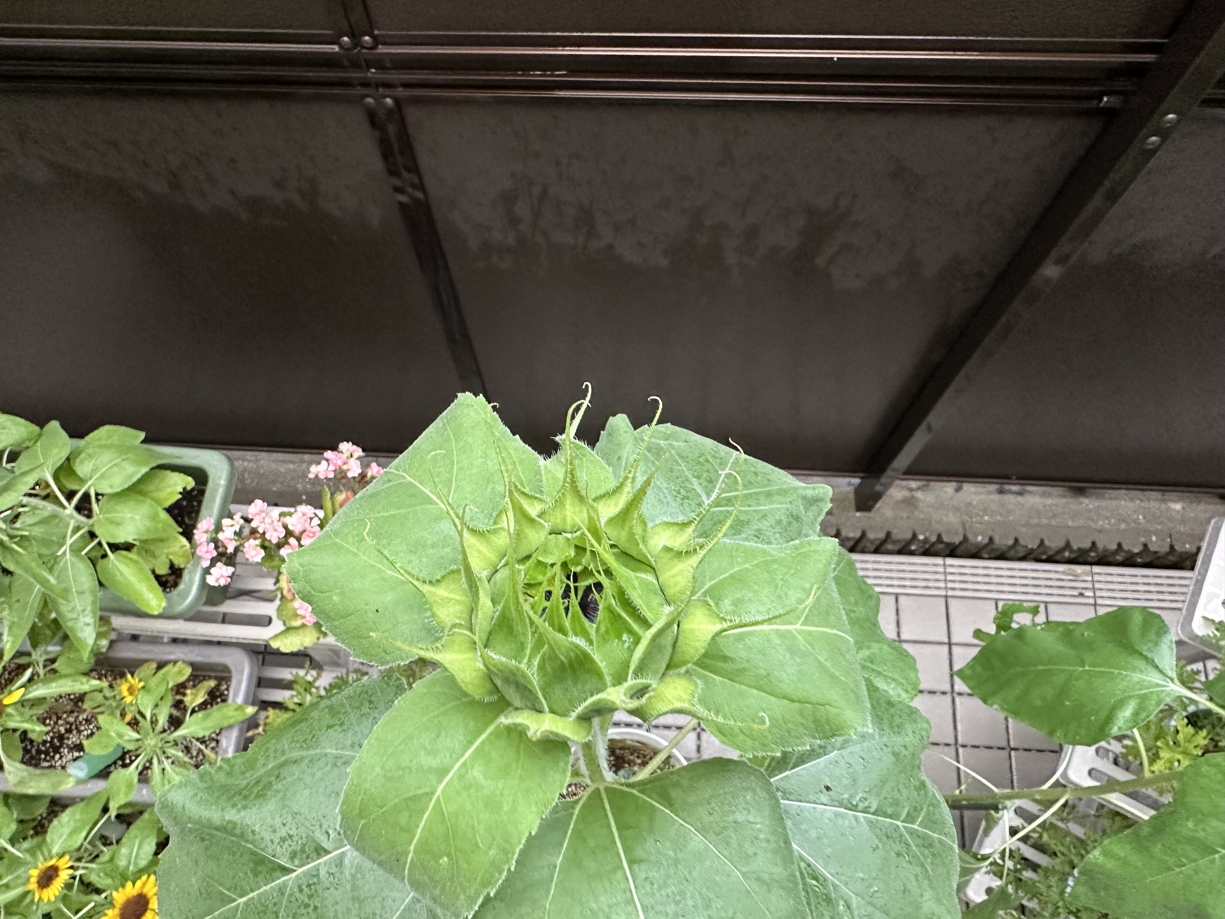 IMG_0738.jpeg