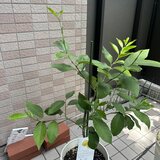 IMG_0862.jpeg