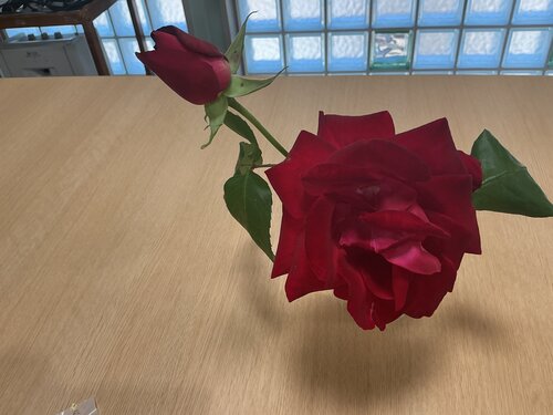 IMG_2993.jpeg