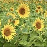 IMG_3127.jpeg