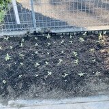 IMG_6058.jpeg