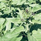 IMG_6260.jpeg