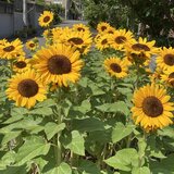 IMG_6307.jpeg