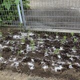 IMG_6459.jpeg