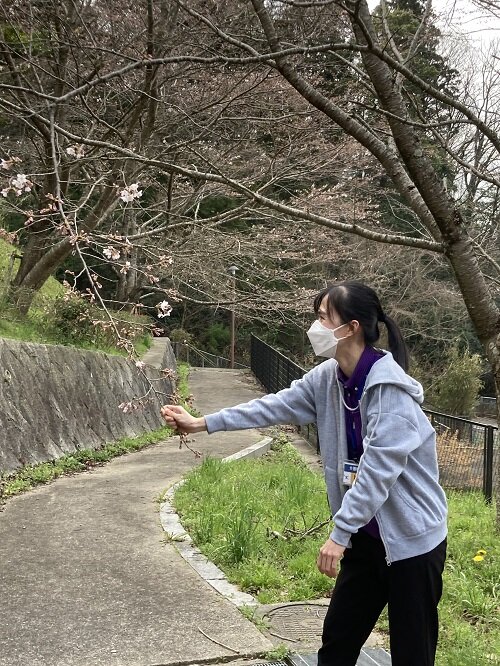 桜が咲いてる.JPG