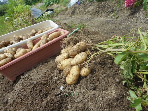 DSCN9490.JPG　ジャが