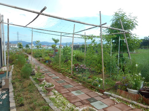 DSCN9504.JPGゴーヤ