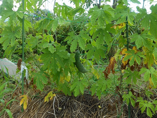 DSCN9506.JPG　キュウリ