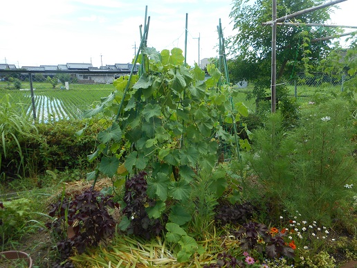 DSCN9507.JPG　きゅ