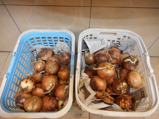 DSCN9508.JPG　玉ねぎ