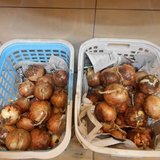 DSCN9508.JPG 玉ねぎ