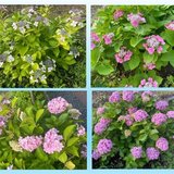 紫陽花.jpg
