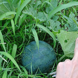 スイカ小.jpg