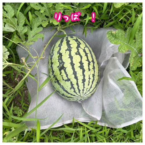 スイカ大.jpg