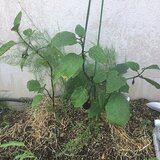 s-IMG_5097.jpg