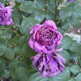 IMG_E6742.JPG