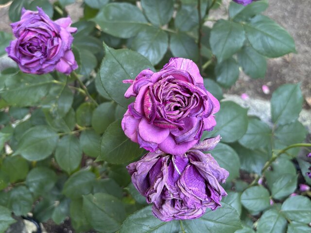 IMG_E6742.JPG