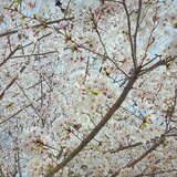5月２４日花見.jpg
