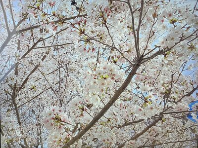 5月２４日花見.jpg