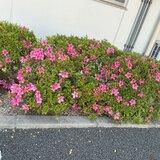 IMG_1318.jpg