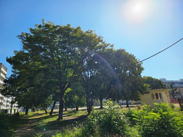 15507.jpg