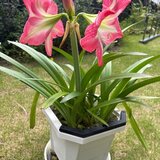 IMG_2926.jpg