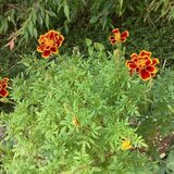 IMG_5219.jpg