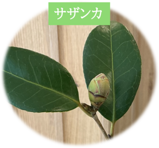 サザンカ.png