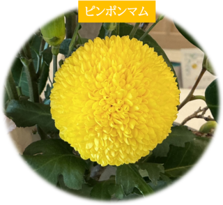 ピンポンマム.png