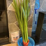 IMG_1399[1].JPG