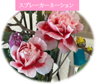 スプレーカーネーション.png