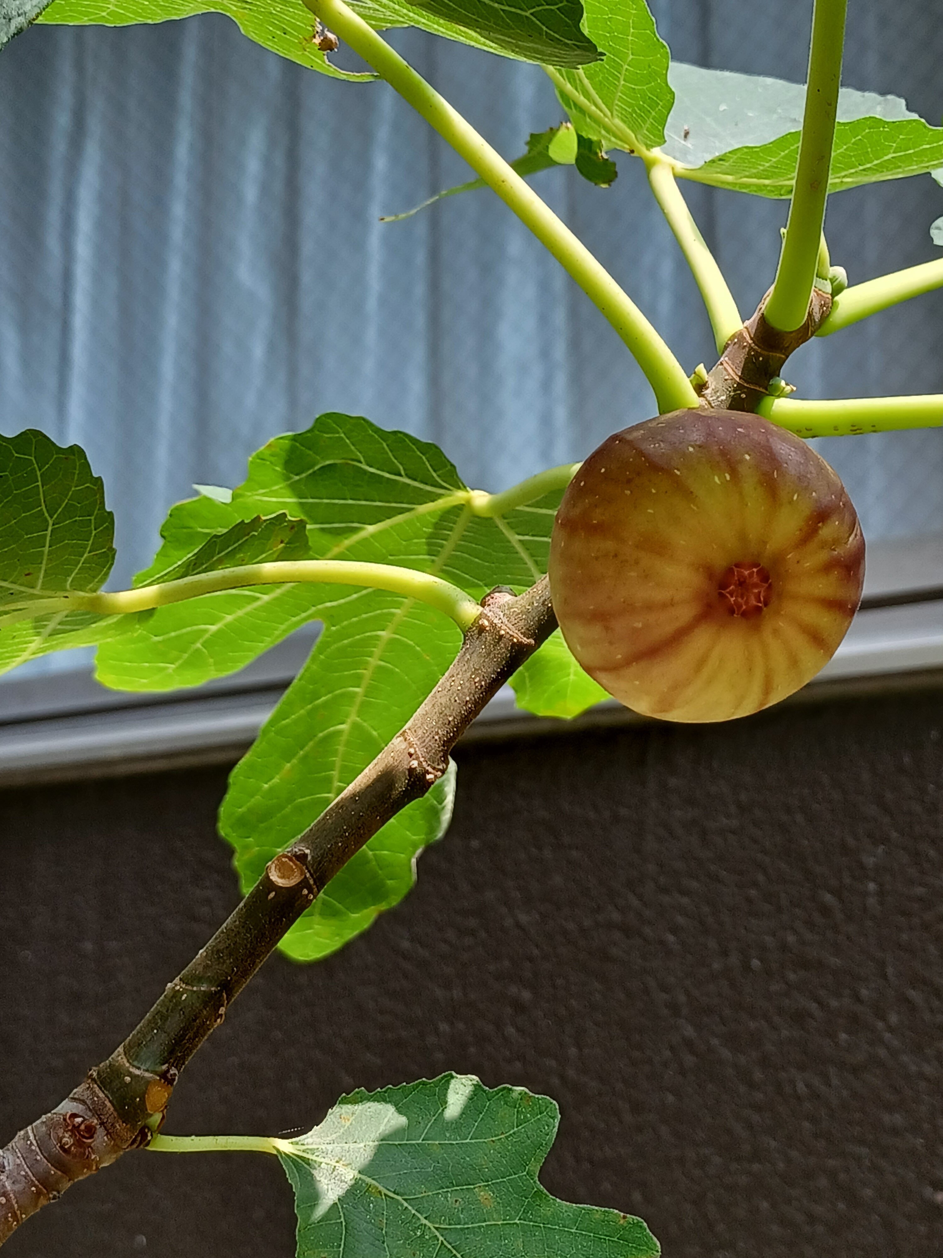 イチジク熟2.jpg