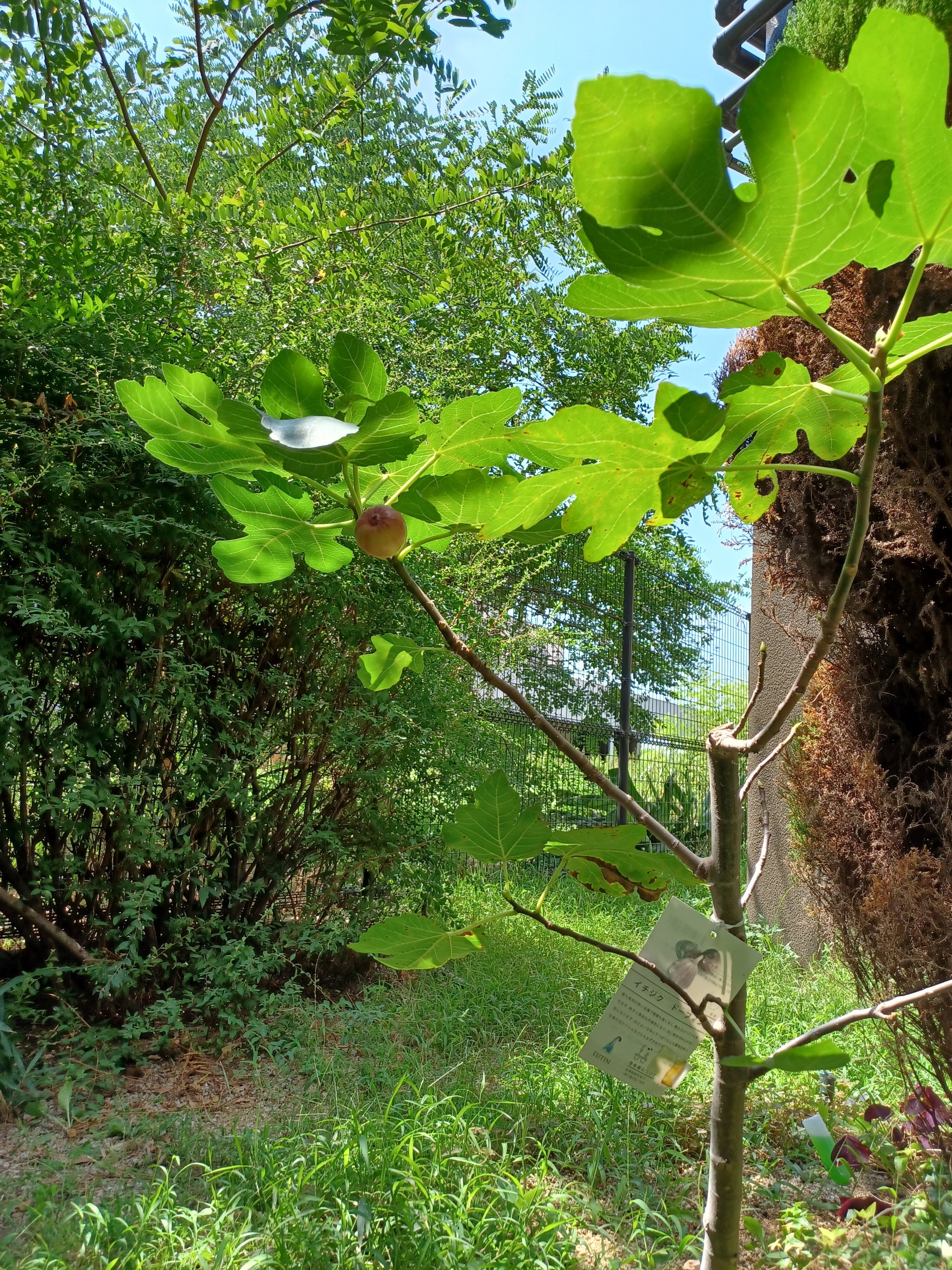 イチジク　葉　全体 (1).jpg