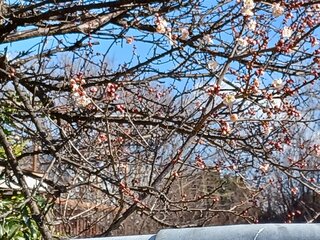 20260201_111129.jpgのサムネイル画像