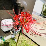 IMG_5384.JPG