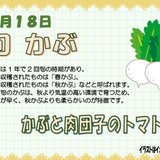 5.18　かぶと肉団子のトマト煮.jpg