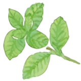 ミント葉02.png
