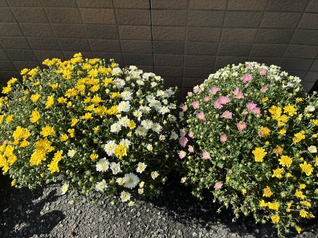 https://www.supercourt.jp/blog/takaishi/2026.10.2hana%20.jpg