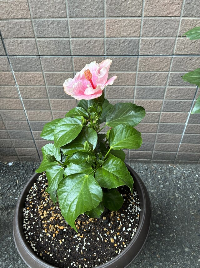 https://www.supercourt.jp/blog/takaishi/94ab4a1c6078c75b0cc7e7c9e88d1e79fce4477e.jpg